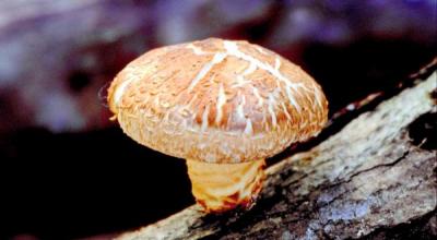 Üksikasjalik juhend šiitake seente kasvatamiseks kodus