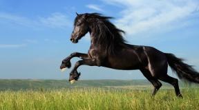 Mušice pri konjih: vzroki, simptomi, zdravljenje