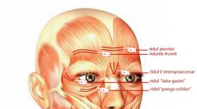 Topographic anatomy of the vessels and nerves of the face What nerves innervate the muscles of the face
