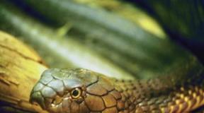 Why do snakes dream on earth