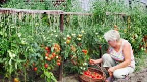 Milliseid tomati sorte sobib avatud pinnasesse