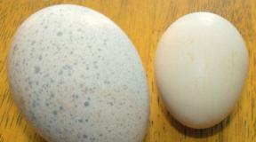 Turkey eggs - benefits and harm