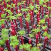 Kako raste grozdje od potaknjencev doma