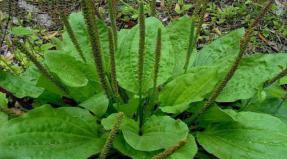 Plantain: medicinal properties and contraindications, the use of the stem, leaves, root for the treatment of diseases Plantain juice and its storage