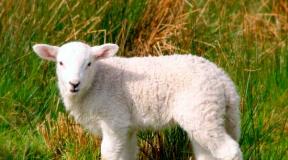 Zakaj sanjate o jagnjetini?  Razlaga iz sanjskih knjig.  Zakaj sanjate o ovcah?