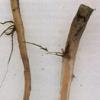 Measures to combat verticillium wilt of nightshade crops are preventive in nature