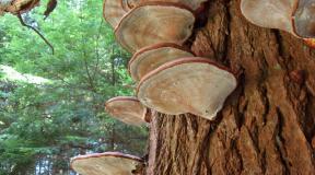 Ganoderma instructions for use