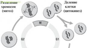 The structure and functions of chromosomes
