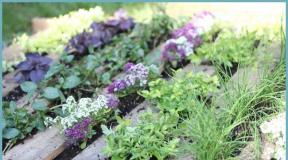 Pobiraj in jej: okusno in zdravo zelenje na vašem vrtu