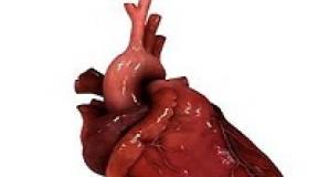 The structure and principle of the heart