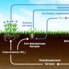 Nitrogen fertilizers: characteristics, groups, benefits for plants, feeding