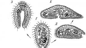 Филогенетические взаимоотношения в типе простейших и происхождение многоклеточных организмов Доказательством происхождения многоклеточных организмов от одноклеточных