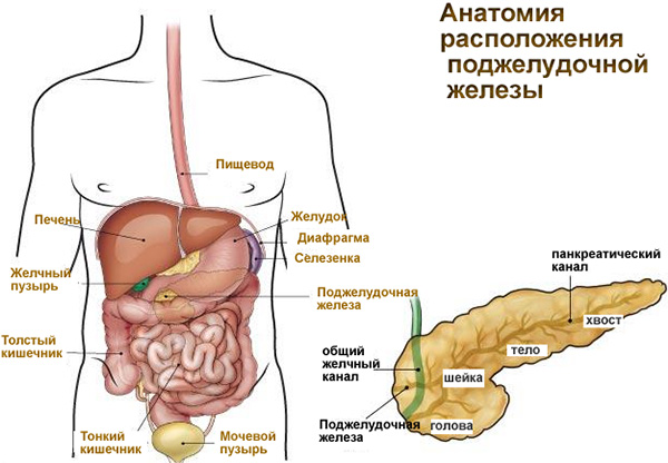 Желудок где находится у человека схема расположения