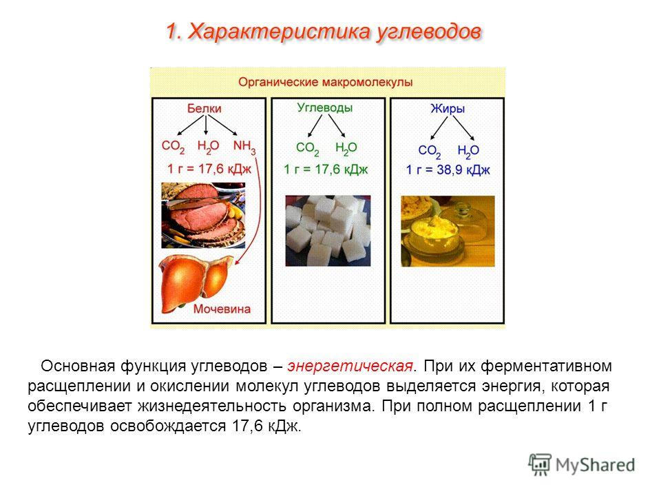 Белки жиры углеводы презентация по химии